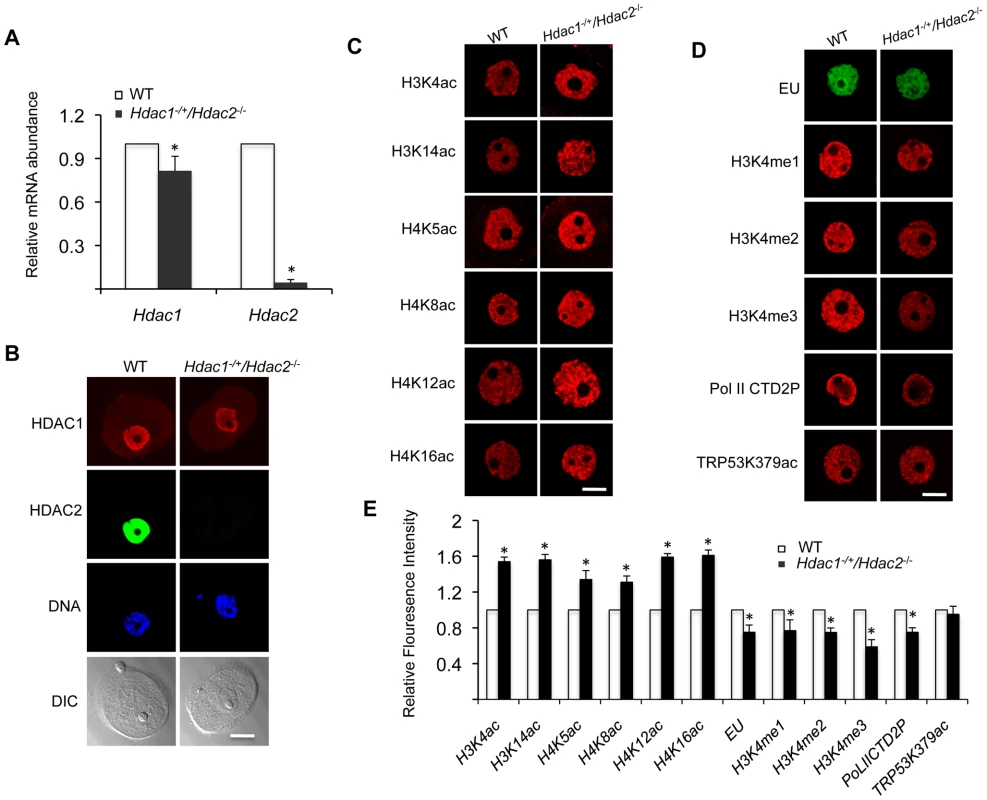 Increased histone acetylation, and decreased global transcription and histone H3K4 methylation in <i>Hdac1<sup>−/+</sup>/Hdac2<sup>−/−</sup></i> growing oocytes.