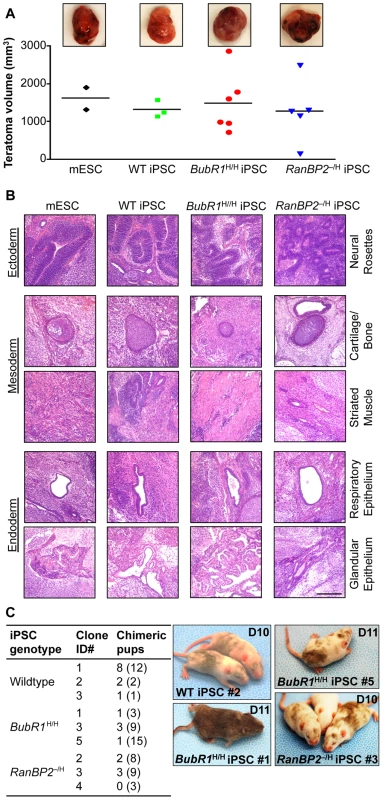 iPSCs derived from W-CIN MEFs form teratomas and chimeric mice.