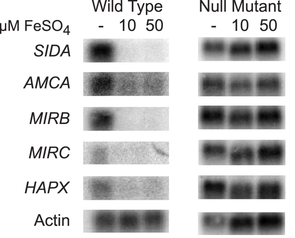 Northern analysis of candidate genes in the <i>SREB</i> regulon involved with siderophore biosynthesis and uptake.