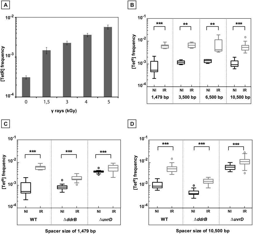 γ-irradiation induced recombination between repeated sequences.