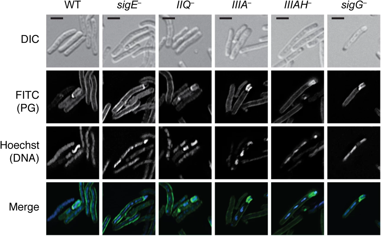 Engulfment defective mutants actively remodel peptidoglycan around the forespore.