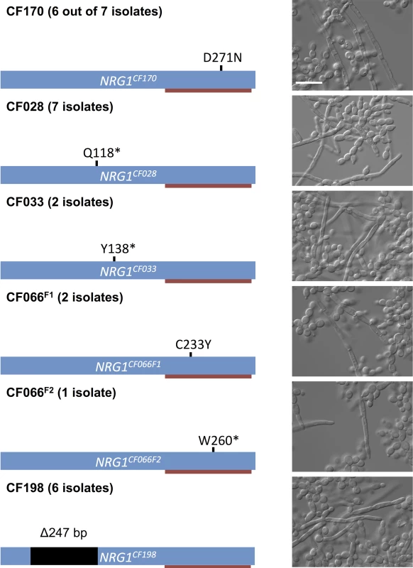 Prevalence of <i>NRG1</i> mutations in filamentous <i>C</i>. <i>albicans</i> isolates from multiple patients.