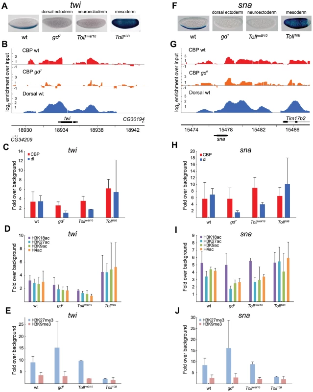 CBP occupancy at Dorsal-target genes in the mesoderm does not always correlate with changes in Dorsal occupancy or gene expression.