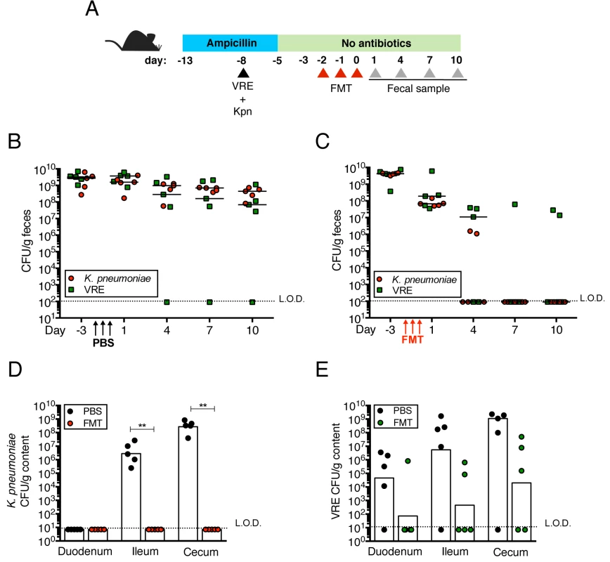 Fecal bacteriotherapy eliminates established <i>K</i>. <i>pneumoniae</i> and VRE intestinal domination.