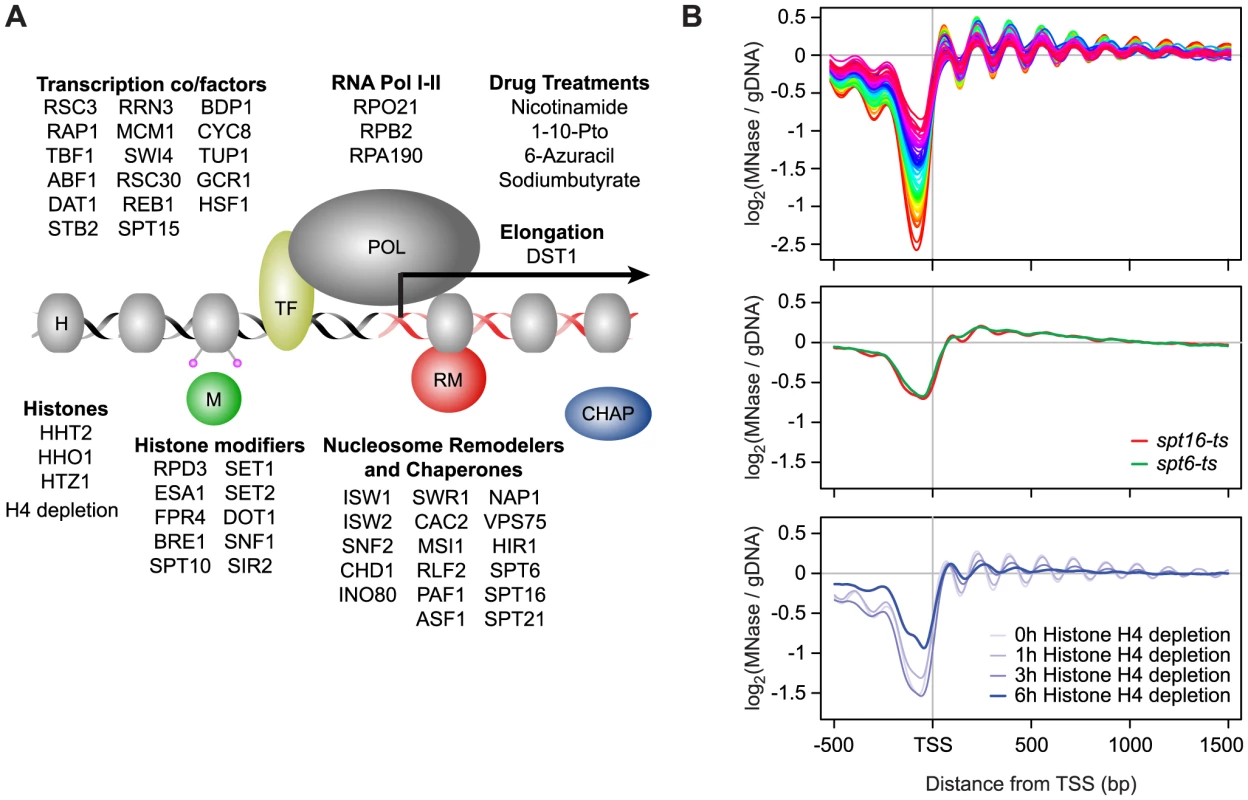 Global nucleosome occupancy profiles.