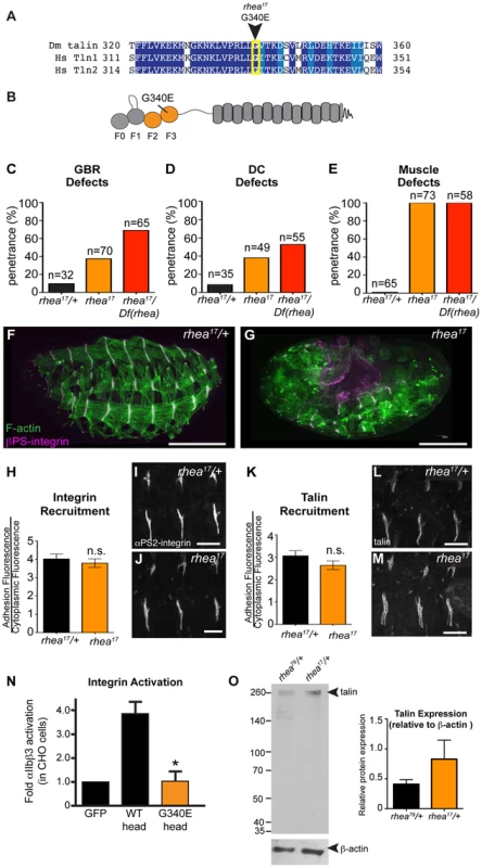 <i>rhea<sup>17</sup></i> encodes a hypomorphic talin protein which disrupts talin head function.