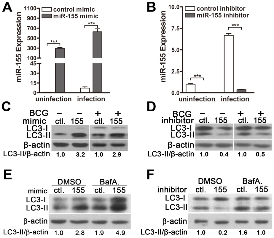 miR-155 induces autophagy in macrophages.