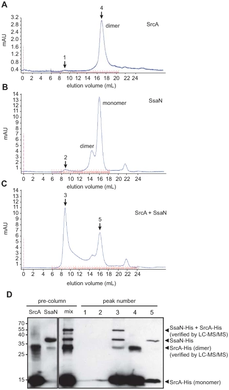 SrcA binds to the type III ATPase, SsaN, and induces its multimerization.