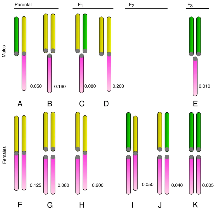 The karyotypes occurring in the hybrid zone.
