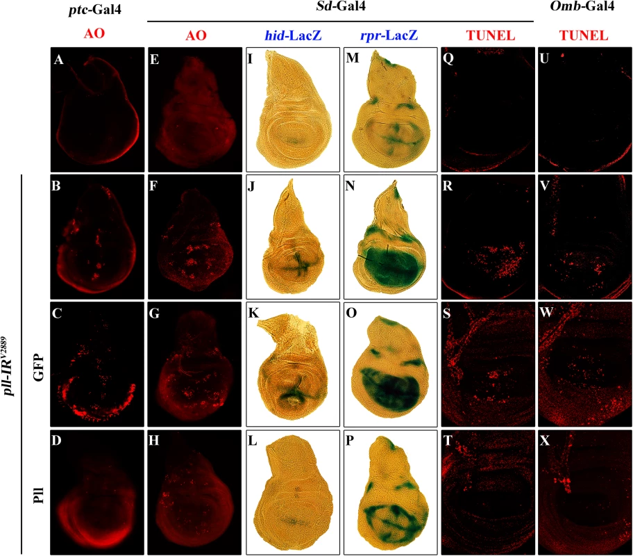 Loss of <i>pll</i> elicits apoptotic cell death.