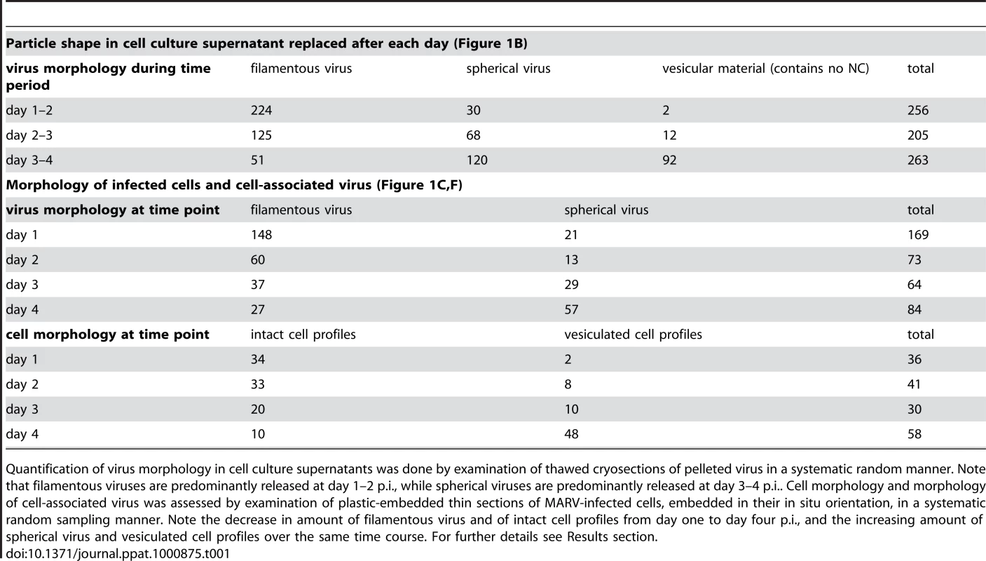 Correlation of virus and cell morphology during the time course of MARV infection.