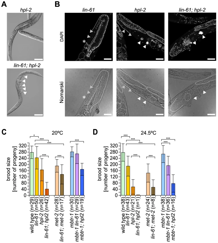<i>lin-61</i> and <i>hpl-2</i> act synergistically in <i>C. elegans</i> vulva development and fertility control.
