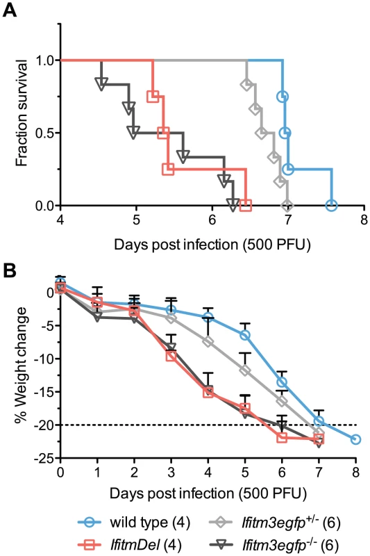 <i>IfitmDel</i> and <i>Ifitm3</i>-specific knockout mice exhibit indistinguishable phenotypes.