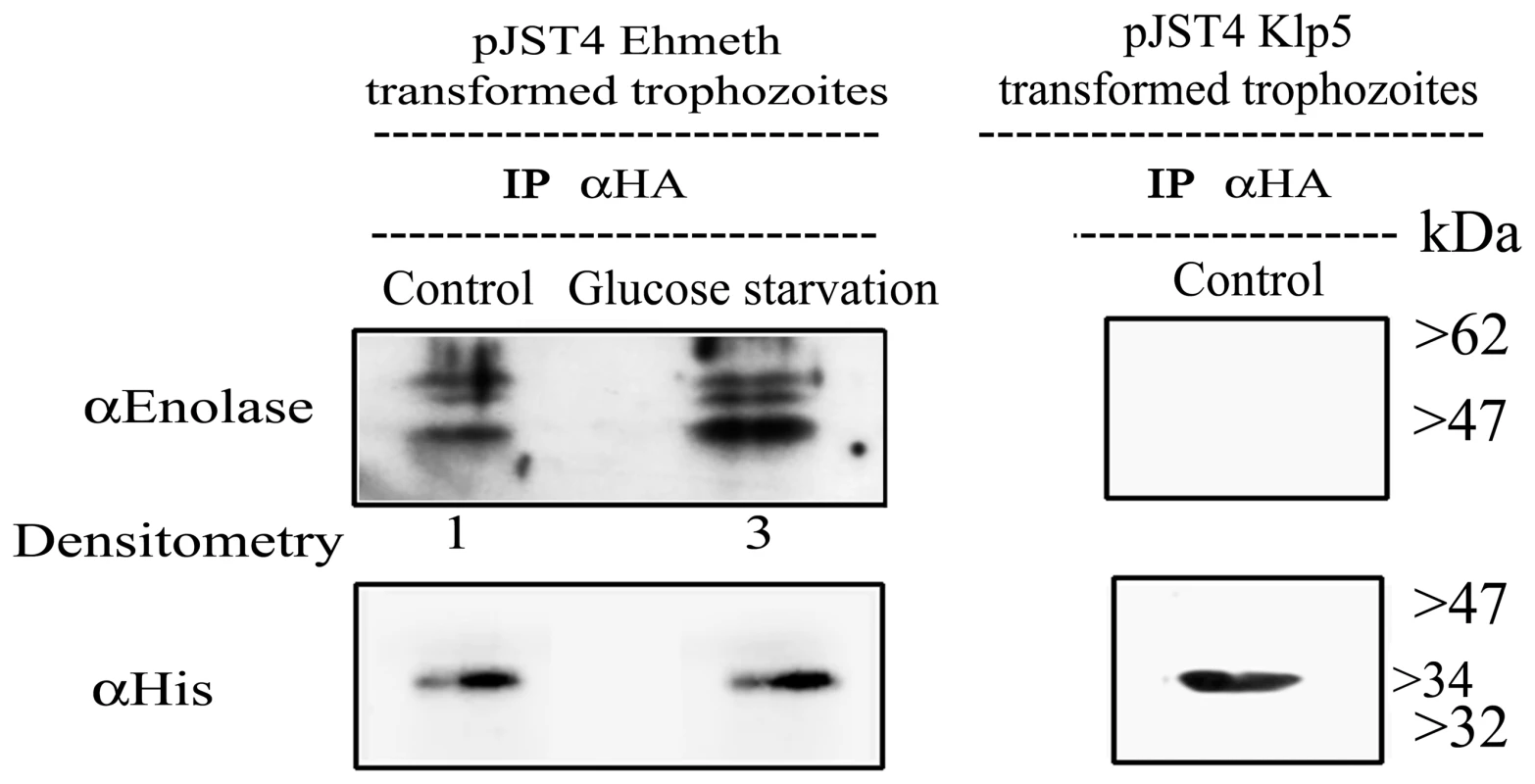 <i>In vivo</i> interaction of Ehmeth with enolase.