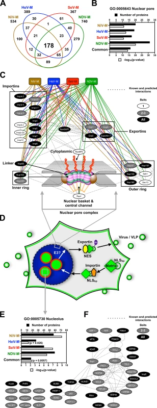 Identification of nuclear pore complex proteins, nuclear transport receptors and nucleolar proteins that interact with <i>Paramyxovirinae</i> matrix proteins.