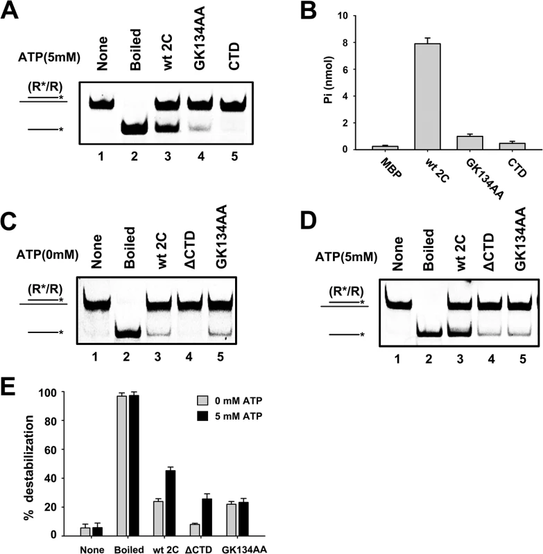 The CTD of 2C<sup>ATPase</sup> is required for its RNA chaperone activity.