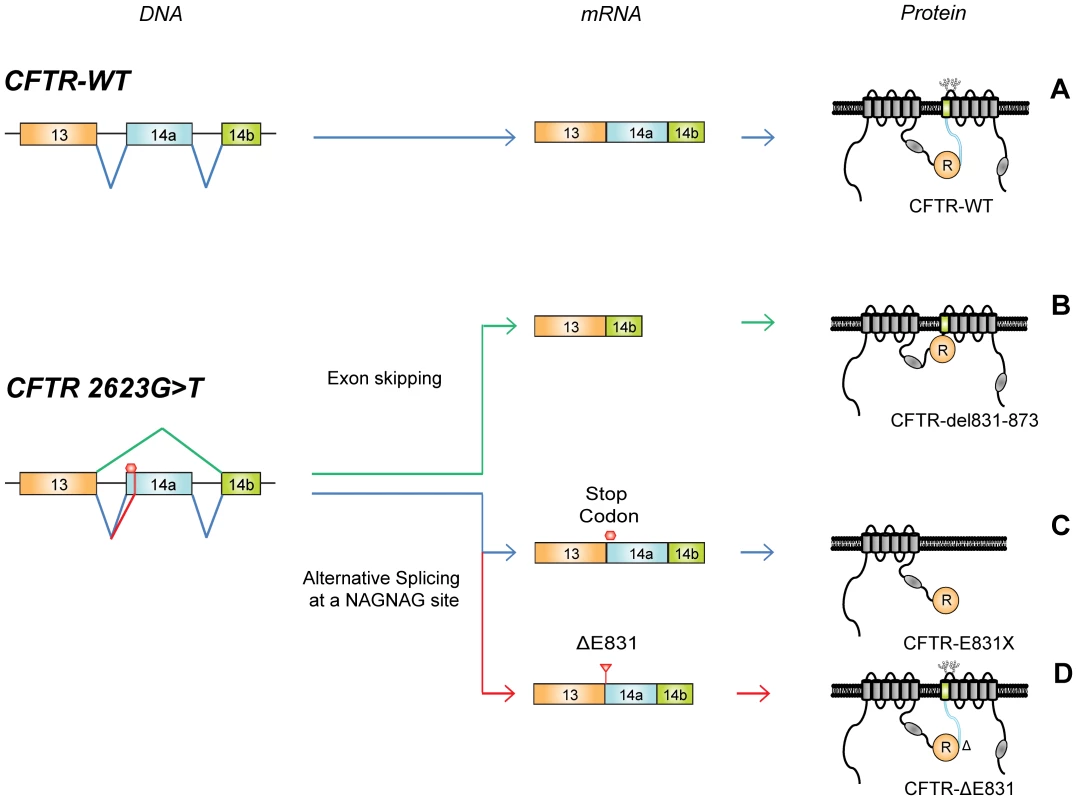 A single nucleotide substitution generating three distinct proteins.