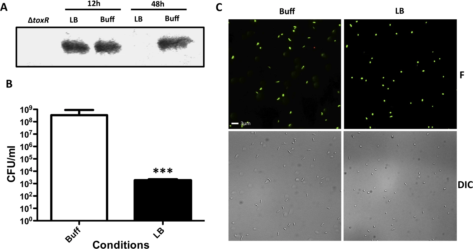 Effect of nutrient limitation in the stability of ToxR, culturability and morphology of <i>Vibrio parahaemolyticus</i>.