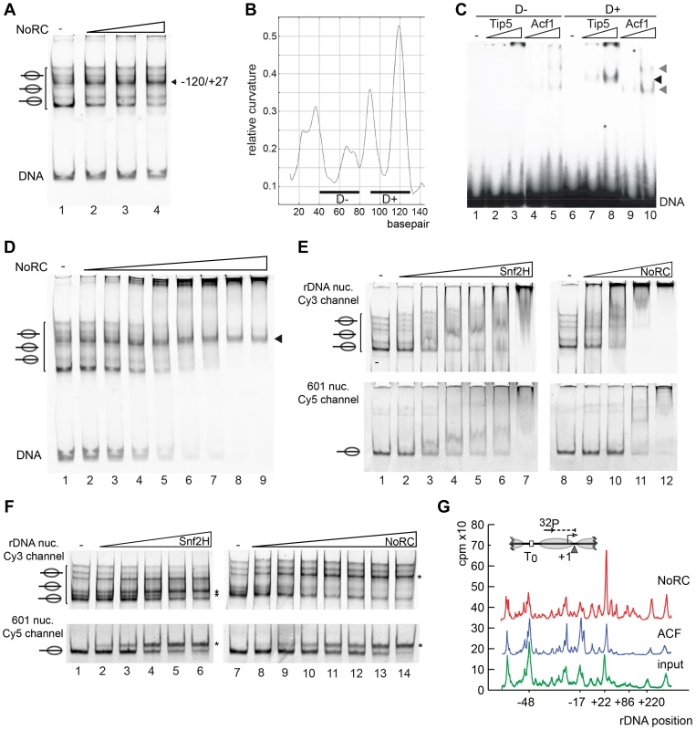 NoRC targeting and remodeling mechanism.