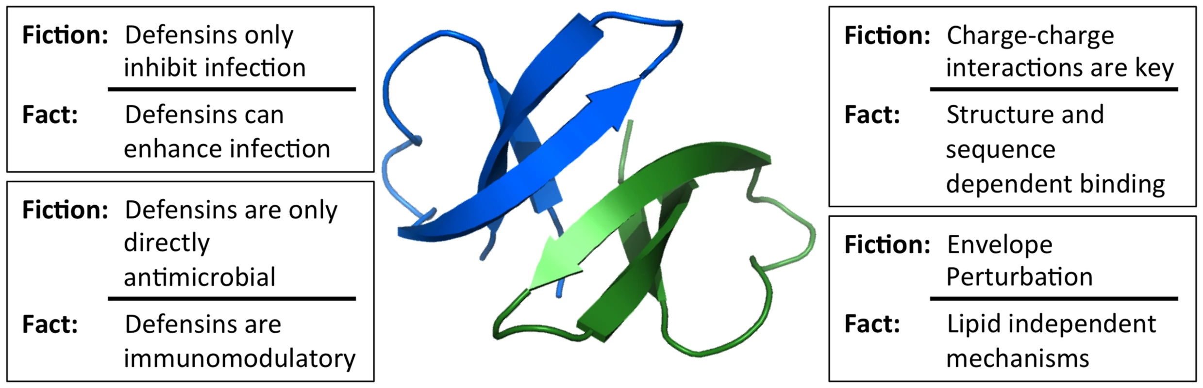 Common misconceptions of defensin antiviral activity.