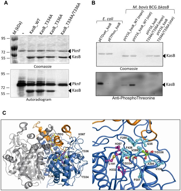 <i>M. tuberculosis</i> KasB is phosphorylated on Thr334 and Thr336. (A) <i>In vitro</i> phosphorylation of KasB with PknF.
