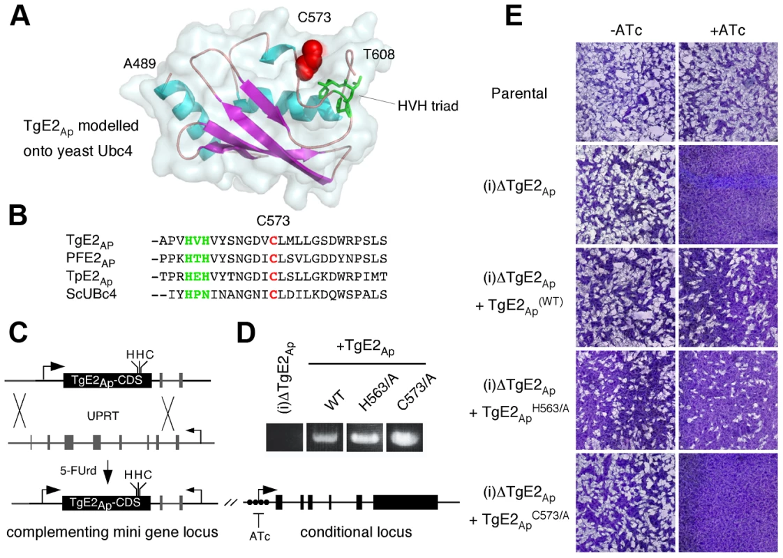 Active site residues are required for functional complementation of the TgE2<sub>Ap</sub> null mutant.