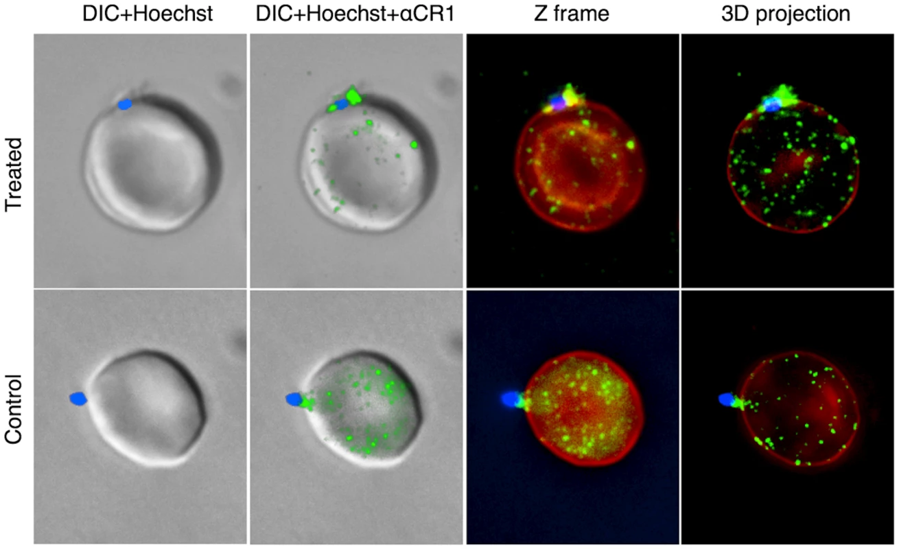Representative examples of interaction between merozoites and CR1 on neuraminidase-treated and untreated control erythrocytes.