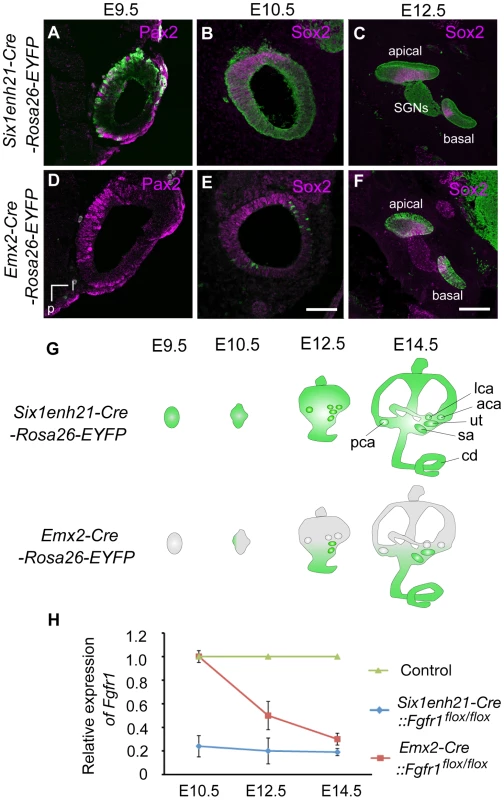 Spatio-temporal activity of conditional Cre drivers.