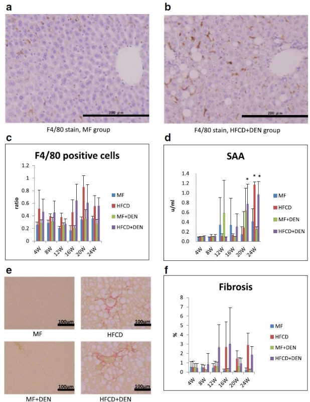 Immunohistochemistry with F4/80 antibody (×200 original magnification) at 4 weeks: a standard diet (MF) group; b high-fat, cholinedeficient diet (HFCD) + diethylnitrosamine (DEN) group; c the ratio of F4/80-positive cells (macrophages) to hepatocyte nuclei; d serum amyloid A (SAA) immunostaining; e representative images of liver sections stained with Sirius red at 24 weeks; and f proportion of fibrotic area measured using Histoquest. The data are shown as the mean + standard deviation