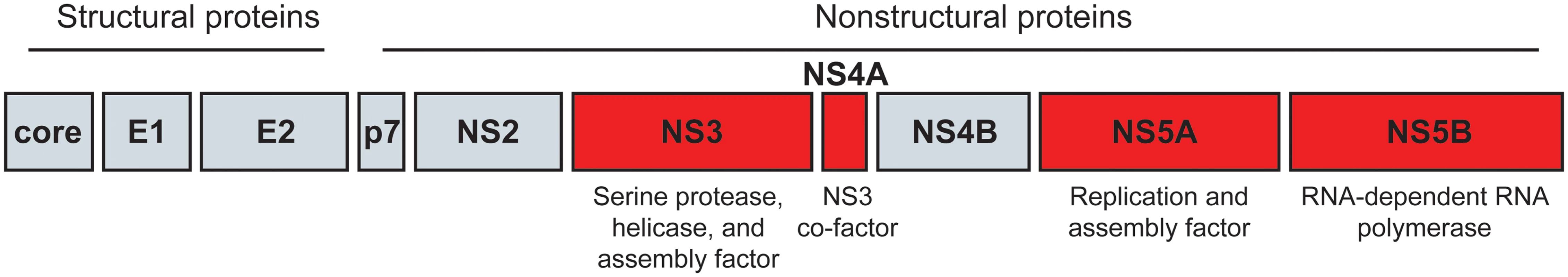 The HCV proteins.