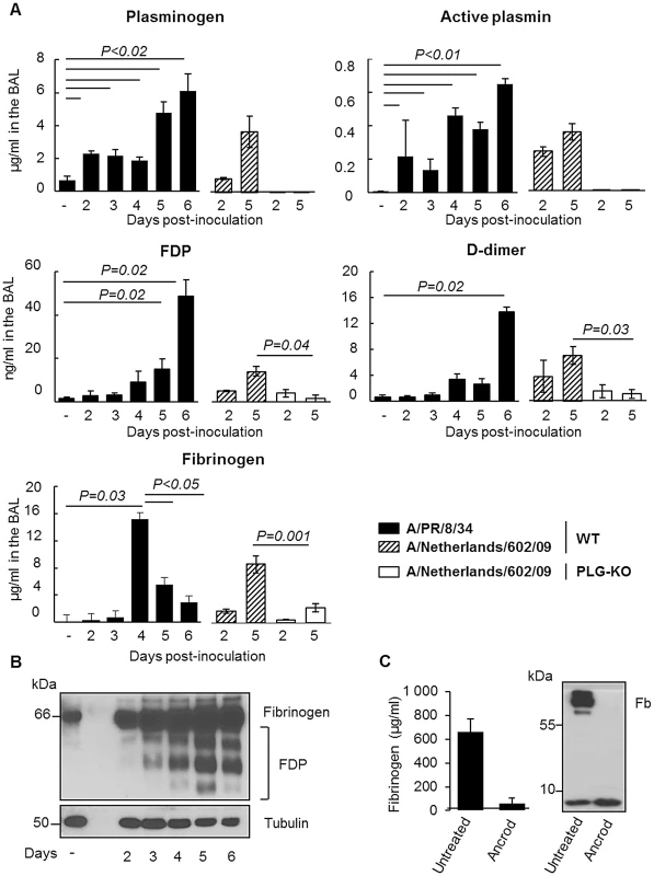 Fibrinolysis is induced following severe influenza infections.
