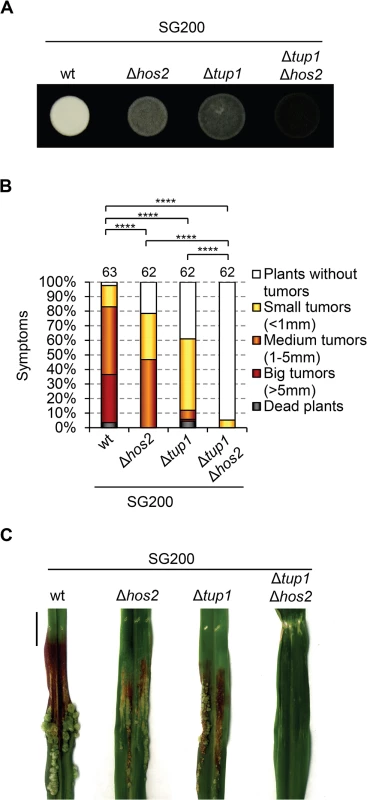 Hos2 controls virulence independently of Tup1.
