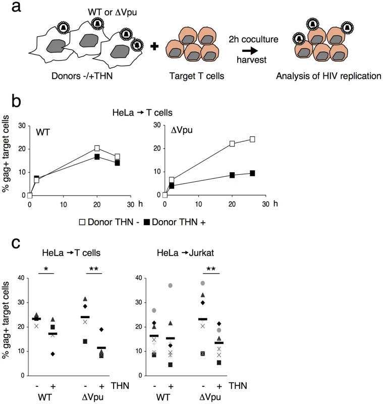 Tetherin reduces HIV cell-to-cell transmission.