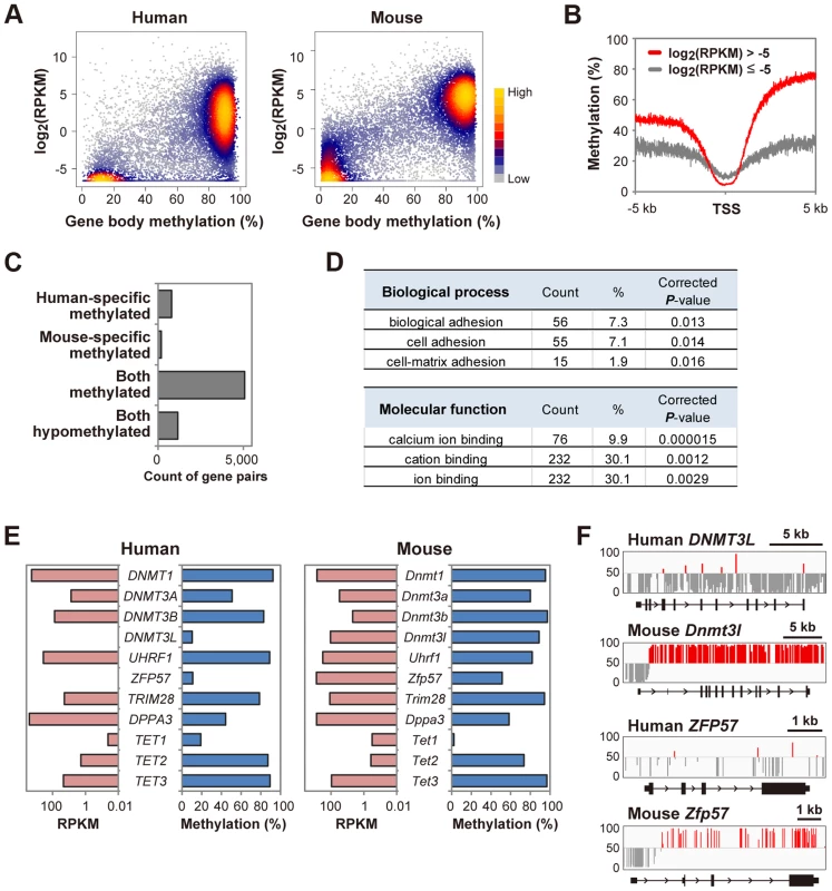 A bimodal gene body methylation pattern associated with transcription in human oocytes.