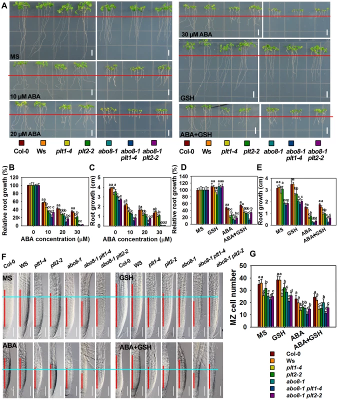 Genetic analysis of <i>ABO8</i> with <i>PLT1</i> and <i>PLT2</i>.
