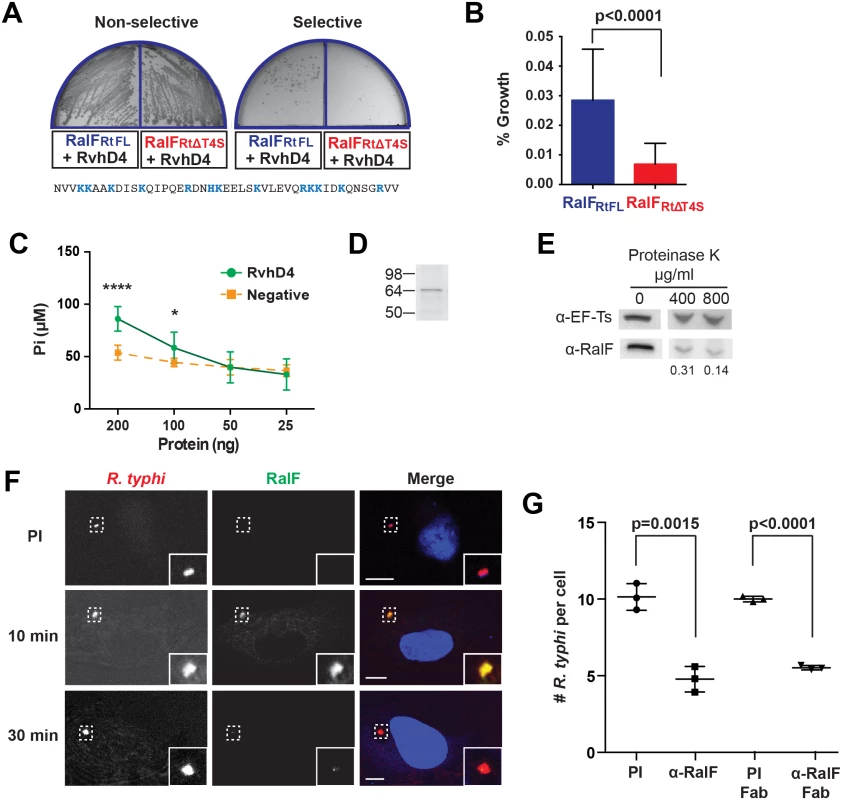 <i>R</i>. <i>typhi</i> RalF<sub>Rt</sub> interacts with RvhD4 and is expressed early during host cell invasion.