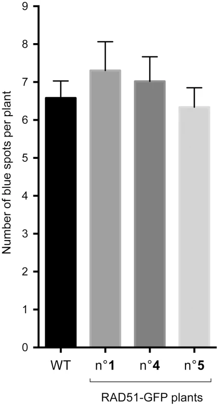 Spontaneous DGU.US recombination is RAD51-independent.