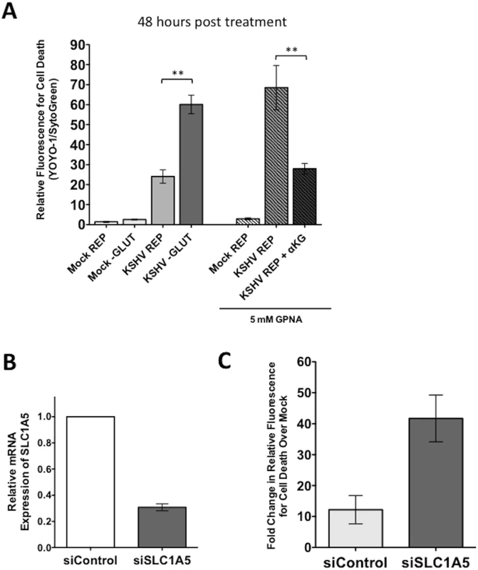 Endothelial cells latently infected with KSHV require the glutamine transporter SLC1A5 for survival.