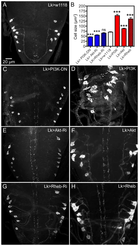 Manipulations of signaling components possibly downstream the dInR affect cell body size of larval ABLKs.