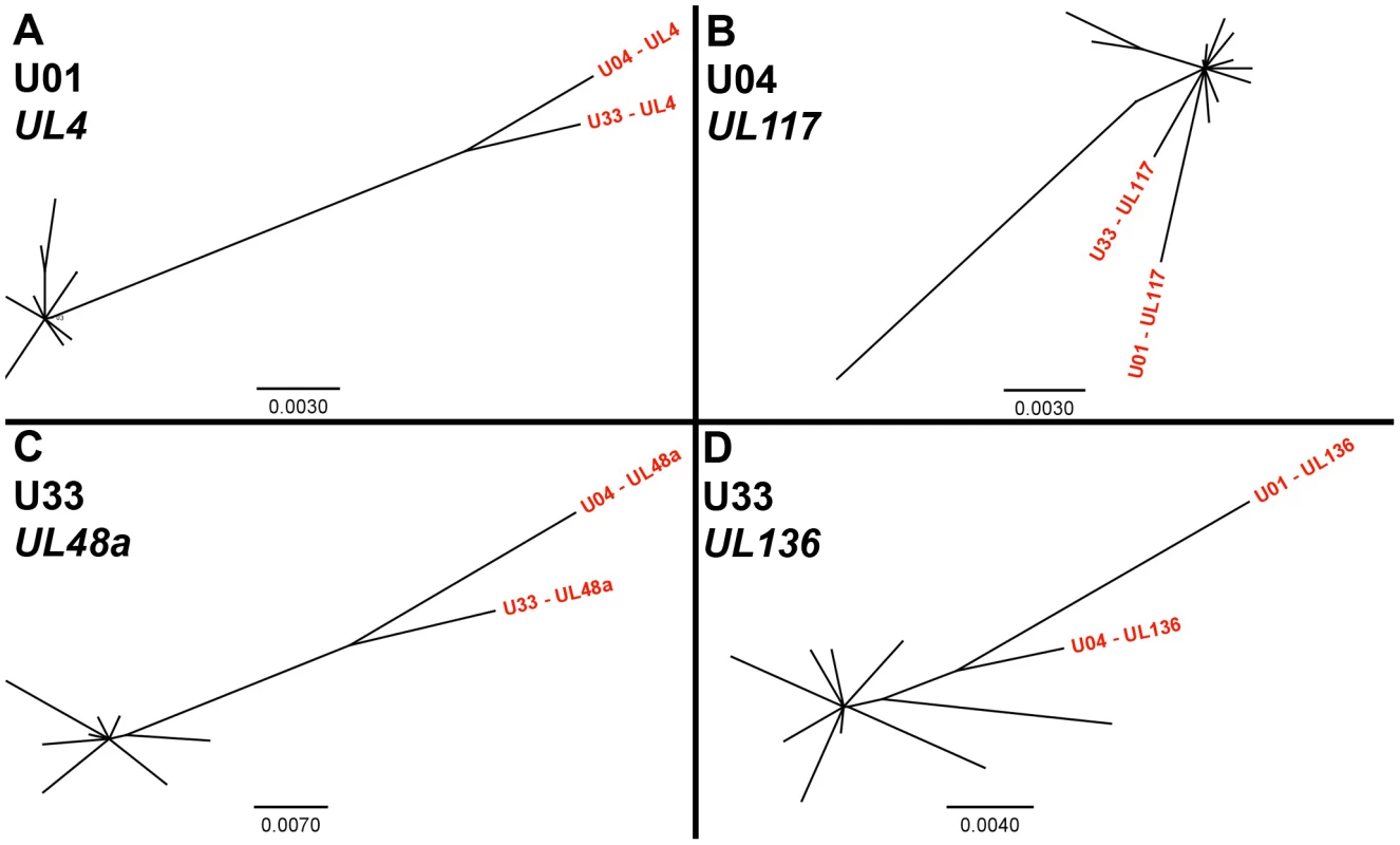 Unrooted phylogenetic trees of HCMV populations show varying levels of diversity.