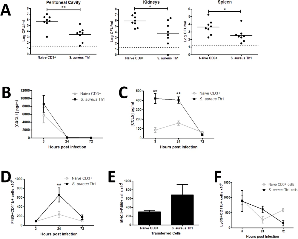 Transfer of <i>S</i>. <i>aureus</i> antigen-specific peritoneal Th1 cells protects against subsequent <i>S</i>. <i>aureus</i> infection via enhanced macrophage responses.