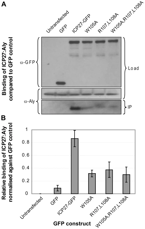 Functional importance of triad residues 105, 107 and 108 for the interaction of ICP27 with human Aly.