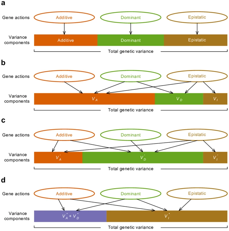 Relationship between gene actions and variance components.