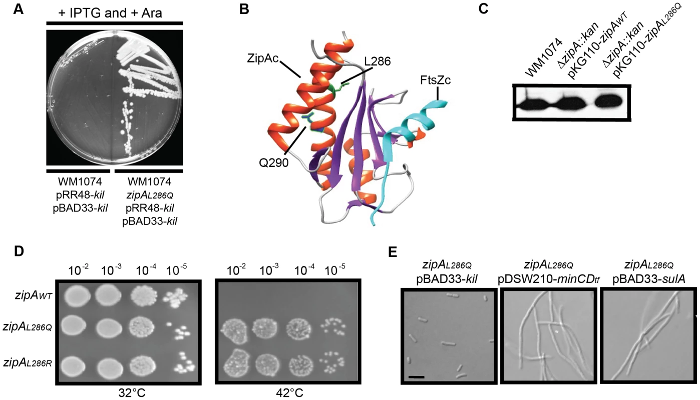 Isolation and characterization of Kil-resistant <i>zipA</i> alleles.