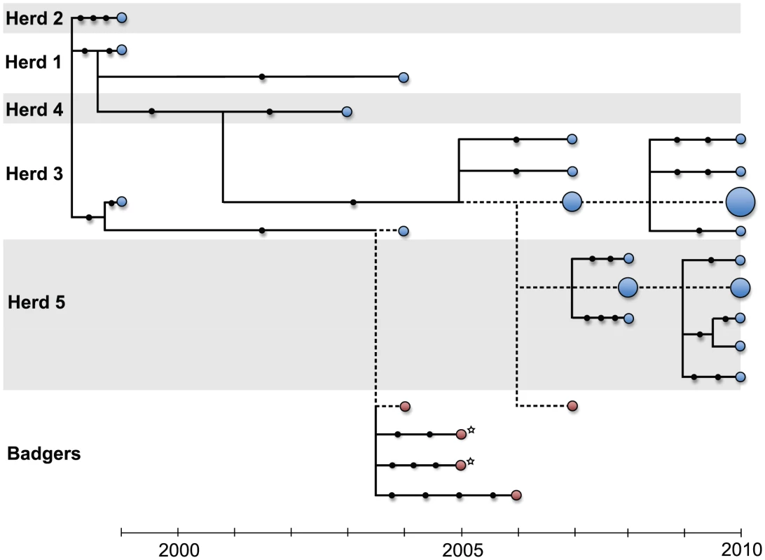 Maximum likelihood network of <i>M. bovis</i> genomes with tips arranged according to sampling date.