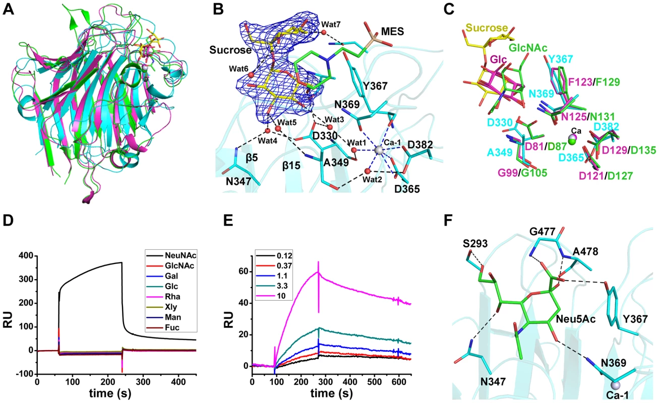 Binding of the L-lectin module to Neu5Ac.