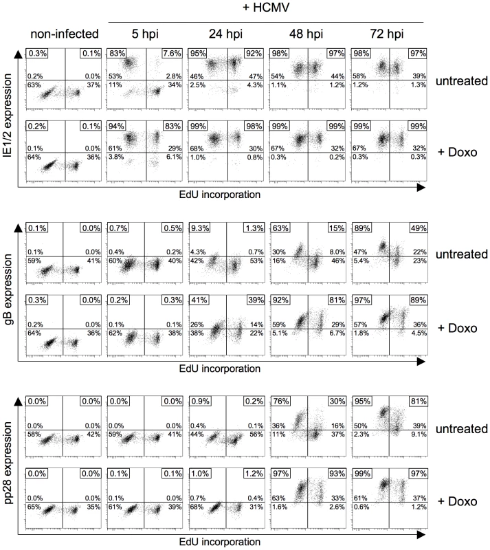 Infection at late times after genotoxic stress allows the HCMV replicative cycle to proceed in S/G2 cells with similar kinetics as in normal G1 cells.