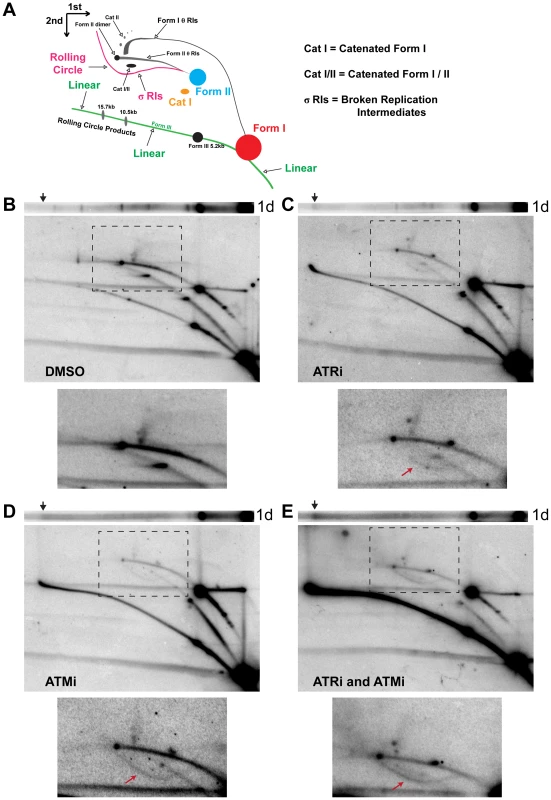 ATM or ATR inhibition increases broken replication forks and linear viral DNA replication products.