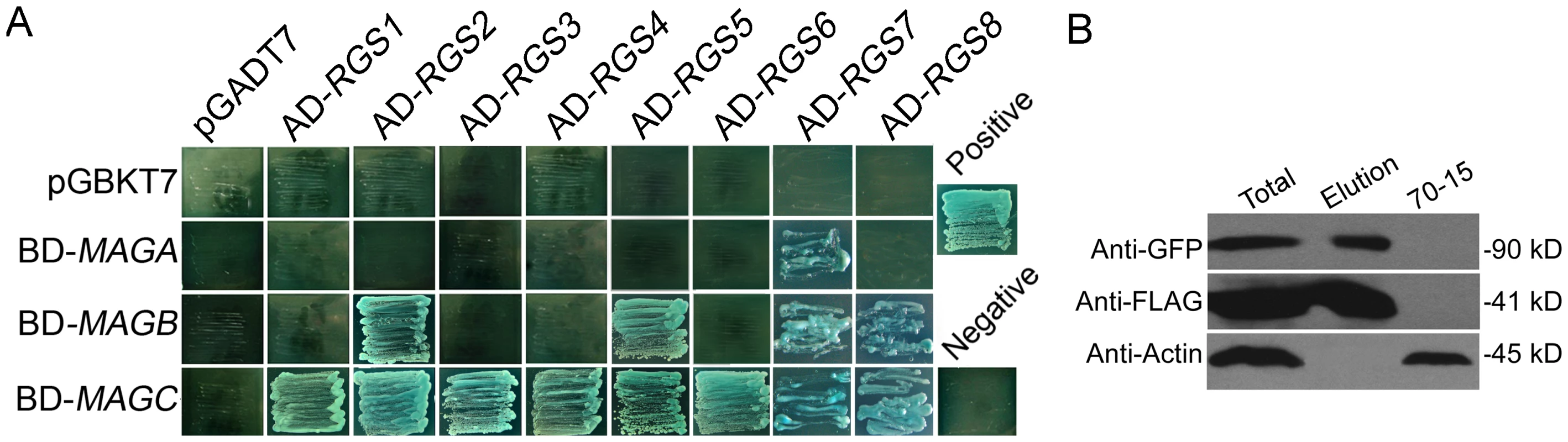 Physical interactions between RGS proteins and MoMagA, MoMagB, and MoMagC proteins.