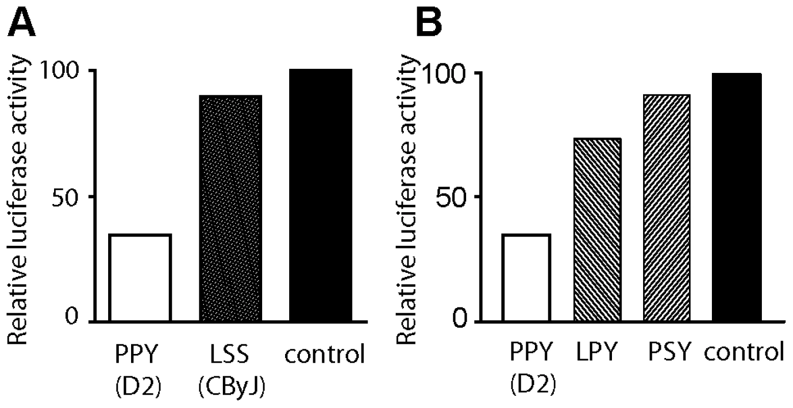 Structural polymorphisms at amino acid residues 578 and 1027 influence KIF1c function.